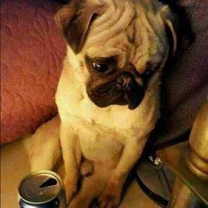 Meet your Posher, Fan